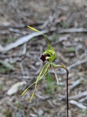 Caladenia verrucosa