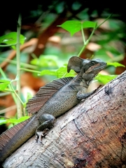Basiliscus basiliscus