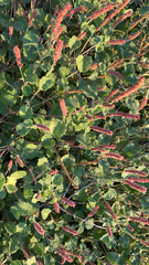 Acalypha monostachya