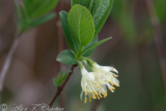 Lonicera villosa