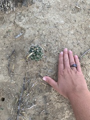 Hamatocactus setispinus