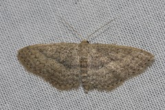 Scopula oppilata