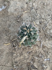 Hamatocactus setispinus