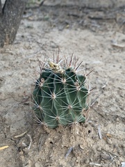 Hamatocactus setispinus