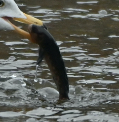 Neogobius melanostomus