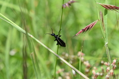 Epicauta cinctipennis