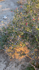 Castela erecta