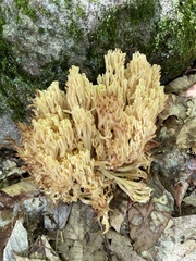 Ramaria rasilispora