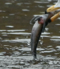 Neogobius melanostomus