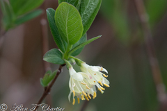 Lonicera villosa