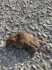 Clethrionomys gapperi