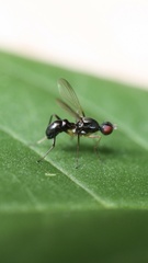 Nemopoda
