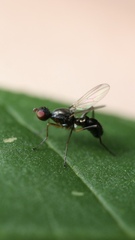 Nemopoda