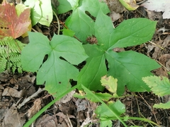 Nabalus trifoliolatus