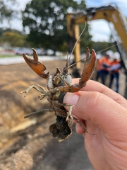 Cherax depressus