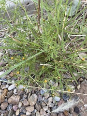 Dyssodia papposa