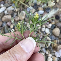 Dyssodia papposa