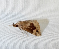 Hypena manalis