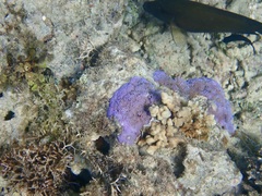 Montipora