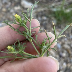 Dyssodia papposa