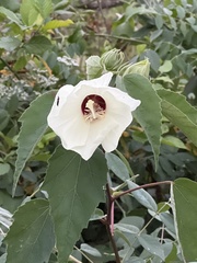 Hibiscus lasiocarpos