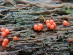 Hemitrichia decipiens