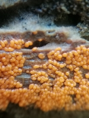 Hemitrichia decipiens