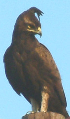 Lophaetus occipitalis