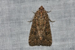 Hypoperigea tonsa