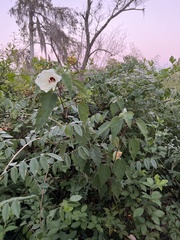 Hibiscus lasiocarpos