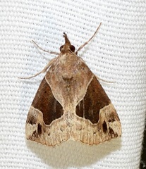 Hypena manalis