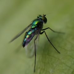 Condylostylus longicornis