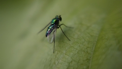 Condylostylus longicornis