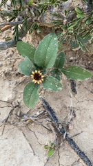 Sanvitalia procumbens