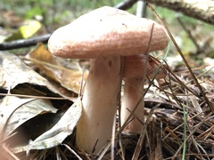 Lactarius vinaceorufescens