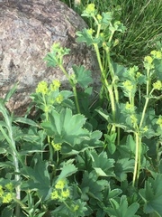 Alchemilla glabra