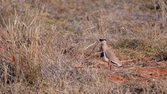 Vanellus coronatus