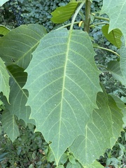 Brugmansia arborea