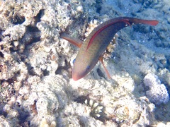 Chlorurus spilurus