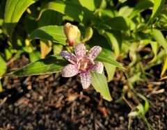 Tricyrtis hirta