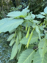 Brugmansia arborea