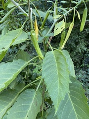 Brugmansia arborea