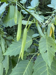 Brugmansia arborea