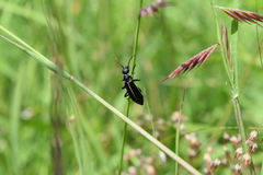 Epicauta cinctipennis