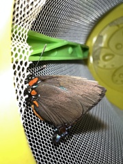 Atlides halesus