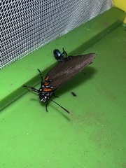 Atlides halesus