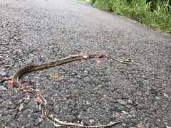 Drymobius margaritiferus