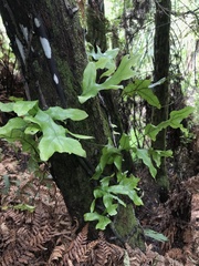 Microsorum pustulatum