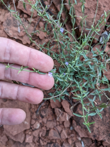 Image of Hedeoma drummondii by no rights reserved