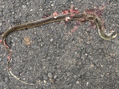 Drymobius margaritiferus